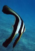 aquarium fish Round-Faced Batfish, Teira Batfish Platax teira, Chaetodon teira striped