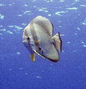 dryžuotas  Apvalios Dviveidis Šikšnosparnių Žuvis, Teira Šikšnosparnių Žuvis (Platax teira, Chaetodon teira) nuotrauka