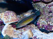 ზოლიანი თევზი ლურჯი ხაზი Dottyback (Pseudochromis cyanotaenia) ფოტო