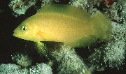 黄 フィッシュ 薄暗い正気を失って戻って (Pseudochromis fuscus) フォト