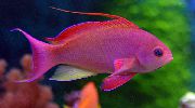 Röd Fisk Pseudanthias  foto