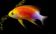 aquarium fish Pseudanthias Pseudanthias motley