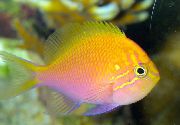 Bunt Fisch Fathead Sunburst Anthias (Serranocirrhitus latus) foto