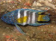 Смугастий Риба Параплезіопс (Paraplesiops) фото