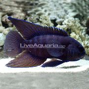 Getupft Fisch Paraplesiops  foto