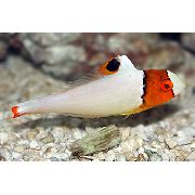 На Петна  Колор Папагал Риба (Cetoscarus bicolor) снимка