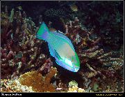 grønn Fisk Bleekers Parrotfish, Grønn Papegøye (Chlorurus bleekeri) bilde