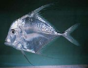 Läpinäkyvä Kala Intialainen Threadfish, Kulutuspinta Fin Jack (Alectis indicus) kuva