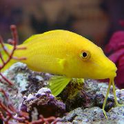 ყვითელი თევზი Goldsaddle Goatfish (ყვითელი Goatfish) (Parupeneus cyclostomus) ფოტო