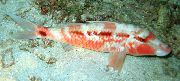Manchado Pescado Goatfish Indio (Parupeneus indicus) foto