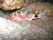 Macchiato Pesce Lungo Barbel Goatfish (Parupeneus macronema) foto