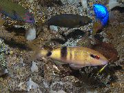 aquarium fish Manybar goatfish Parupeneus multifasciatus striped