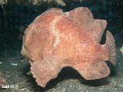 aquarium fish Commerson's frogfish (Commersons anglerfish) Antennarius commerson gold