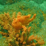 plankumains Zivs Izraibināts Frogfish (Antennarius coccineus) foto