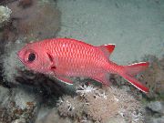 Balta Medalio (Blotcheye Soldierfish) raudonas Žuvis