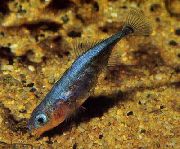 серабрысты Рыба  (Gasterosteus aculeatus) фота