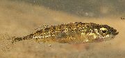 svītrains Zivs Ninespine Stagars (Pungitius pungitius) foto