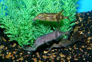 zlato  Dugo Nos (Elephantnose) Riba (Campylomormyrus) foto
