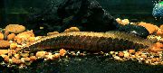 Gestreift Fisch Mastacembelus Circumcinctus  foto