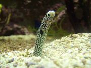斑 鱼 花园鳗 (Taenioconger hassi) 照片