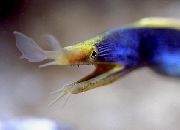 ლურჯი თევზი ლურჯი ლენტი Eel (Rhinomuraena quaesita) ფოტო