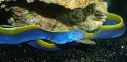 aquarium fish blue ribbon eel Rhinomuraena quaesita blue