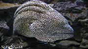Cętkowany Ryba Tessalata Węgorza (Gymnothorax favagineus) zdjęcie