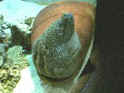 aquarium fish Tessalata Eel Gymnothorax favagineus spotted