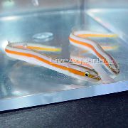 Listrado Peixe Curious Wormfish (Gunnelichthys curiosus) foto
