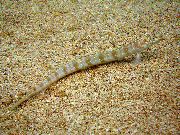 dryžuotas Žuvis Filamented Smėlio Ungurys Naras (Dėmėtojo Smėlio Naras) (Trichonotus setiger) nuotrauka