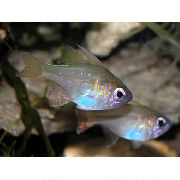 Longspine Cardinalfish Sølv Fisk