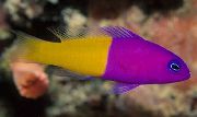 Bunt Fisch Bicolor Dottyback (Pictichromis paccagnellae) foto