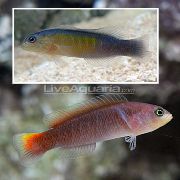 стракаты Рыба  (Pseudochromis coccinicauda) фота