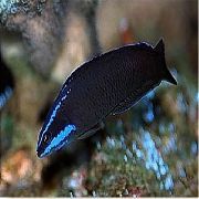Zwart Vis Springeri Dottyback (Pseudochromis springerii) foto