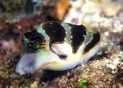 Crown Toby (Crowned Puffer Fish) Listrado Peixe