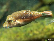 taškuotas  Bennett Sharpnose Šuo-Žuvis (Canthigaster bennetti) nuotrauka