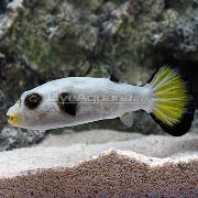 aquarium fish Immaculatus Puffer Arothron immaculatus white