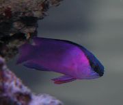 მეწამული თევზი შავი ქუდი Basslet (Gramma melacara) ფოტო