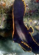 Preto Peixe Pinnatus Batfish (Platax pinnatus) foto