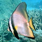 Ριγέ ψάρι Pinnatus Batfish (Platax pinnatus) φωτογραφία