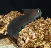 შავი თევზი შავი Sailfin Blenny (Atrosalarias fuscus) ფოტო