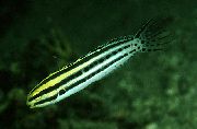 条纹 鱼 条纹Blenny (Meiacanthus grammistes) 照片
