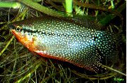 მყივანი თევზი მარგალიტი Gourami (Trichogaster leeri) ფოტო