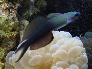 Zwartvintonijn Dartfish, Scissortail Grondel Blauw Vis