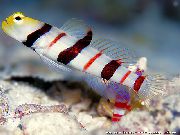 stripete Fisk Dracula Goby (Stonogobiops dracula) bilde