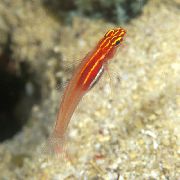 Aukso Neoninis Eviota Grundalas (Neono Žvirblinė Grundalas) raudonas Žuvis