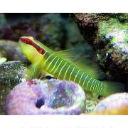 Greenbanded Goby Verde Peixe