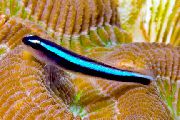 Gestreept Vis Neon Blauw Grondel (Elacatinus oceanops) foto