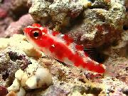 红色斑点的虾虎鱼 斑 