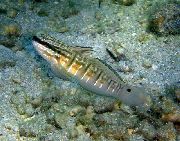 Ριγέ ψάρι Κρεβάτι Κλιμακωτά Μαυρογωβιός (Amblygobius phalaena) φωτογραφία